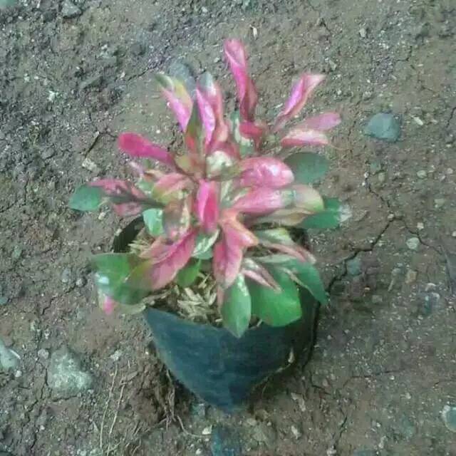 Tanaman hias krokot merah - pohon krokot merah - krokot merah