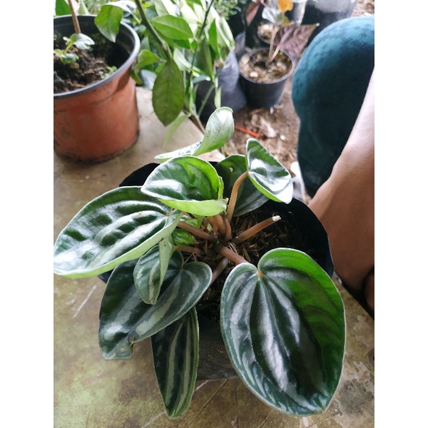 tanaman hias peperomia watermelon/peperomia watermelon