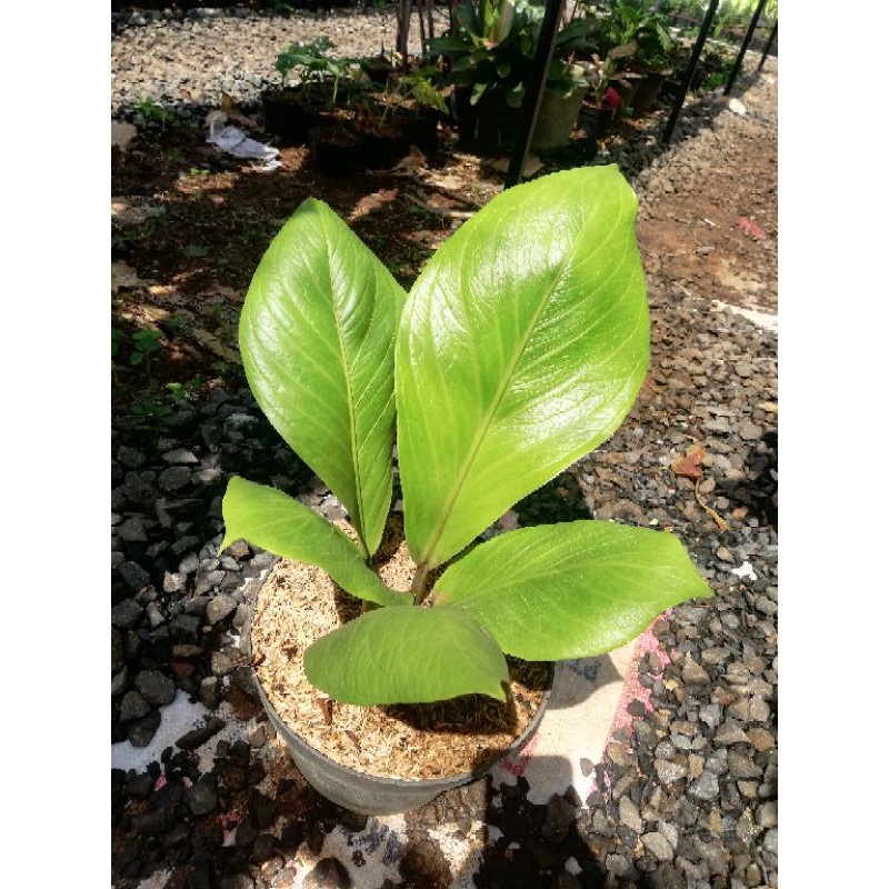 READY STOK  tanaman hias antuhurium jemani cobra dewasa