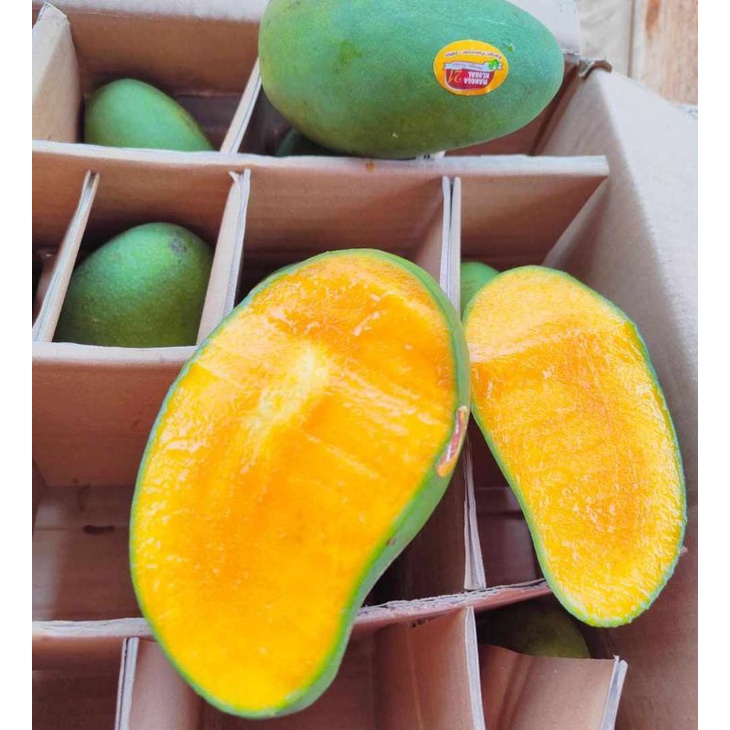Mangga alpukat Mangga klonal per dus 5kg