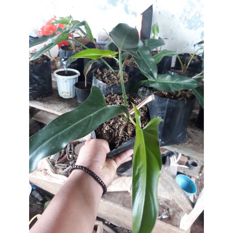 Philodendron Mexicanum /philo Trisula