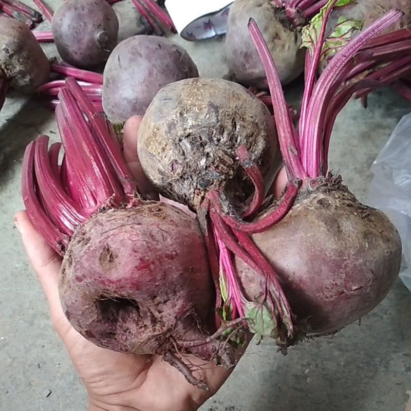 

buah bit 1 kg reject (sutiran) murah