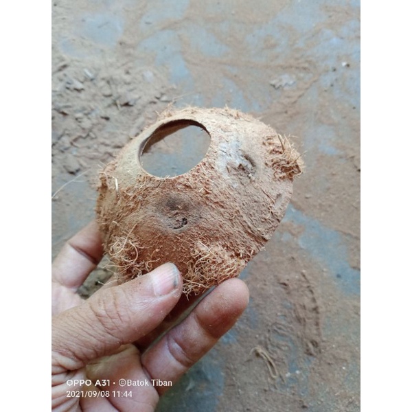 batok kelapa bahan kerajinan batok