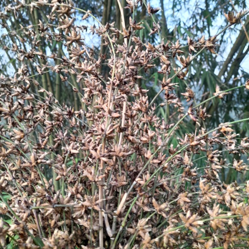 

Bunga bambu bunga piring segar petik dadakan Bunga bambu hijou per 50 tangkai