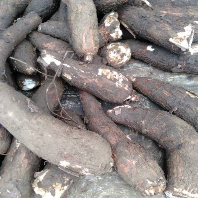 

Singkong Bahan 2kg