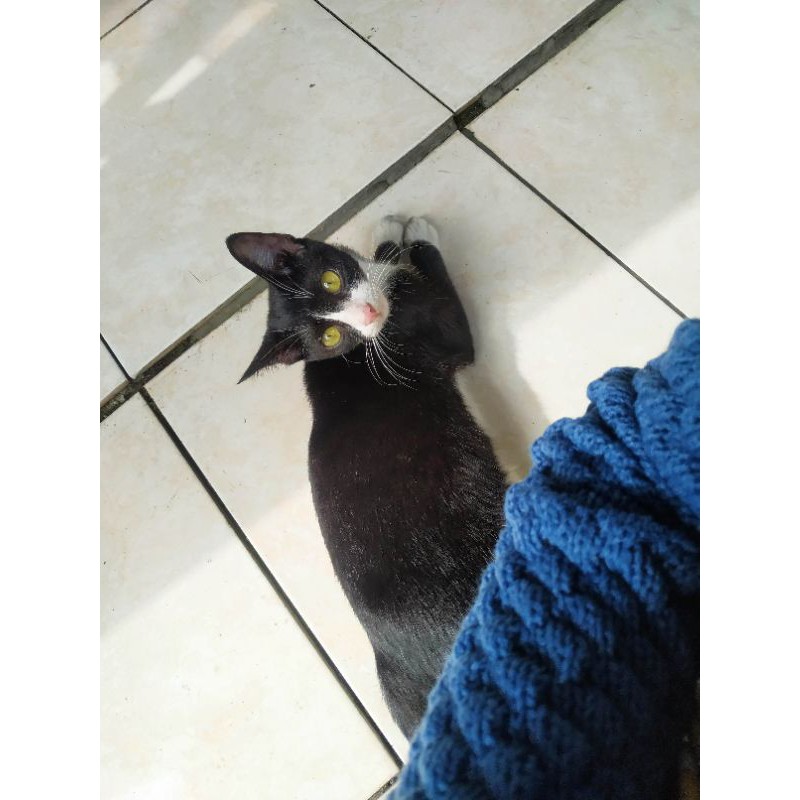 Jual Kucing blackwhite | Shopee Indonesia