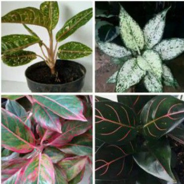 paket aglonema - Aglonema 4 jenis - aglonema snawhite - rotundum