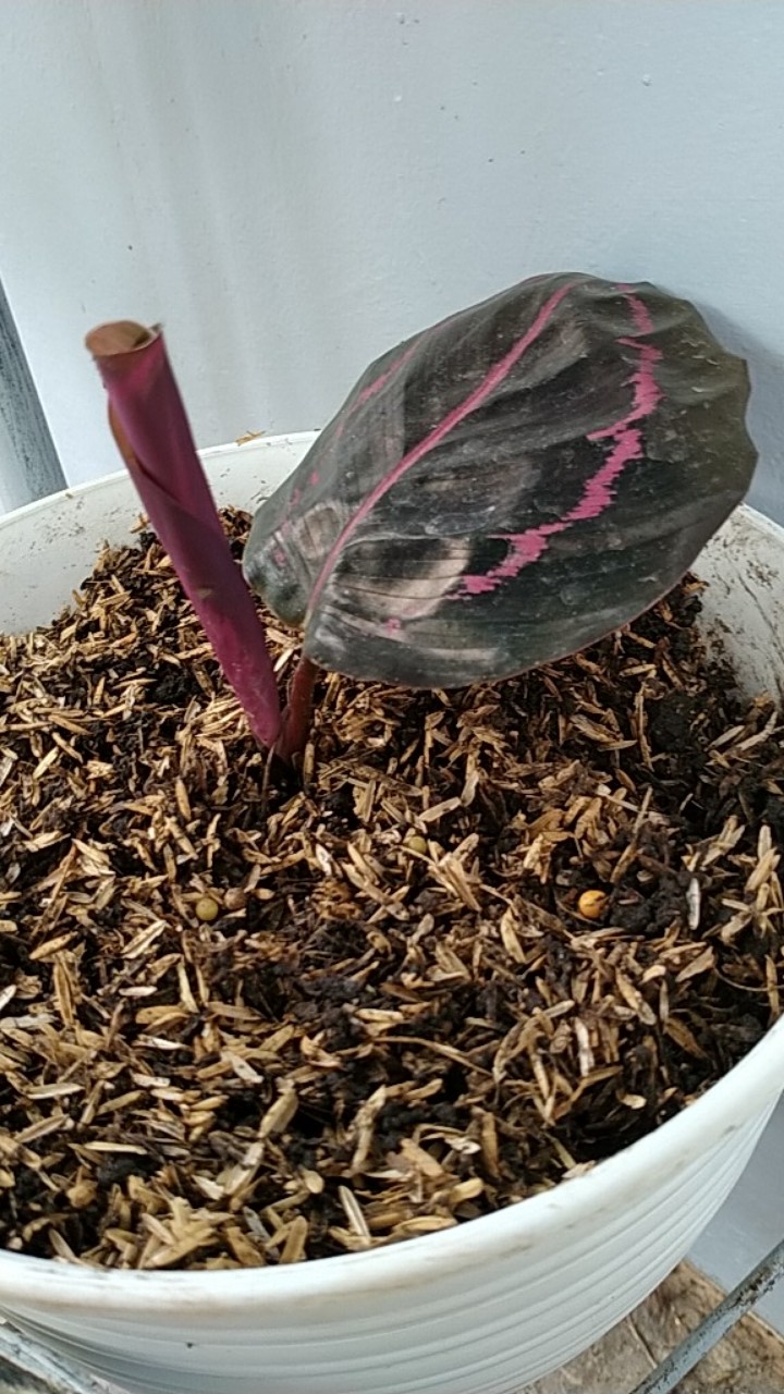 Tanaman Hias Calathea Black Lipstik - Pohon Kalatea Black Lipstik