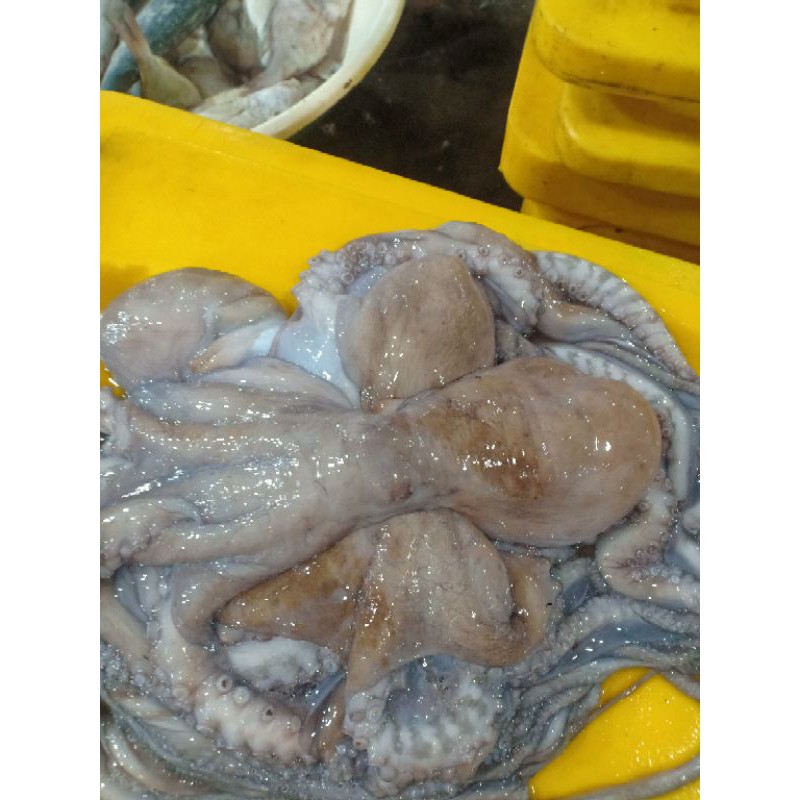 

gurita segar harian bukan bekuan 1kg