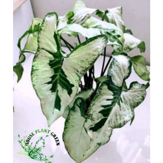 tanaman syngonium magic marble plant syngonium