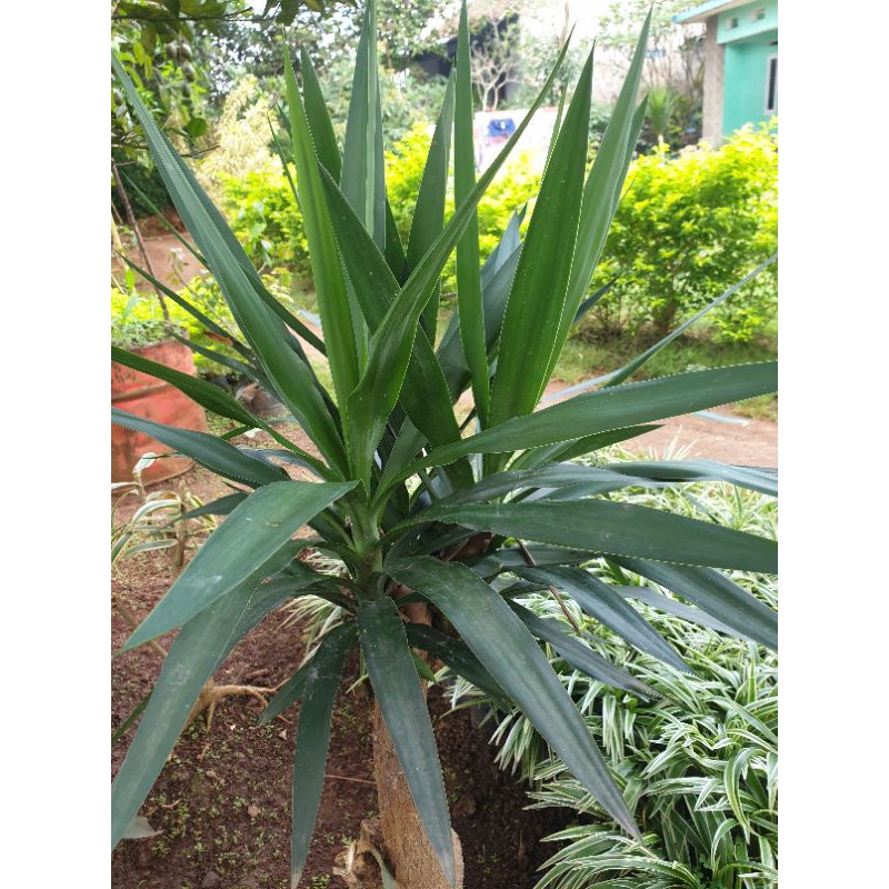 Tanaman Hias Yucca |