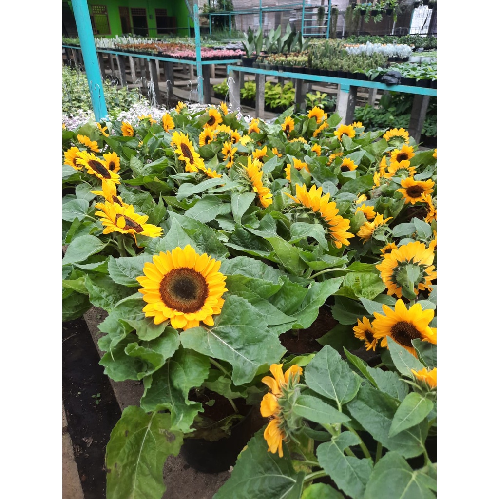 Bibit Tanaman Bunga Matahari Kondisi Berbunga Cantik/Tanaman Bunga Matahari Sunflower