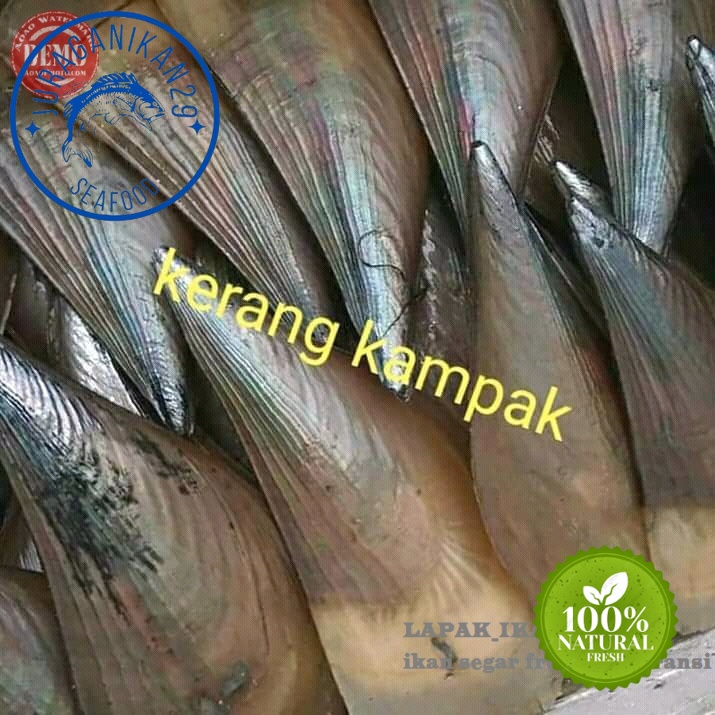 

Kerang Kapak Segar 1Ekor