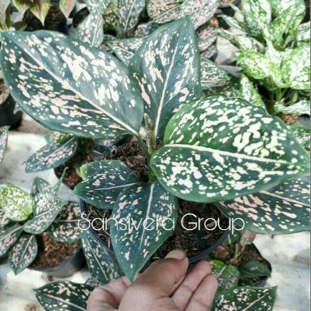 Aglaonema Pink Dalmation / Aglonema Pink Dalmation