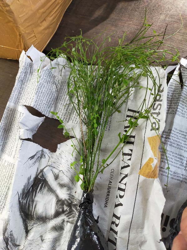 Tanaman Hias Gantung Air Mancur Bunga Putih