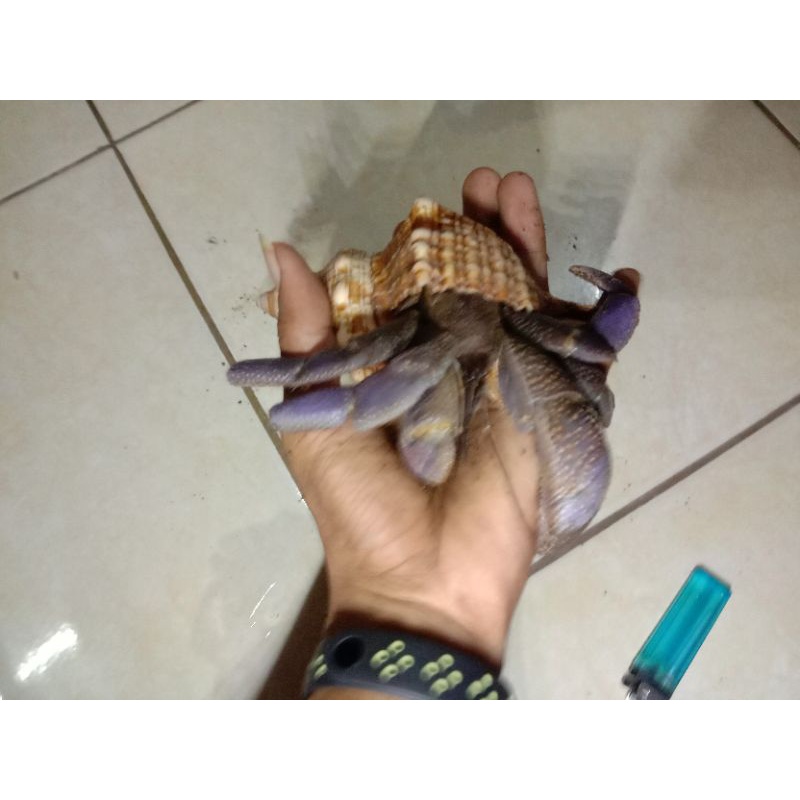 Kelomang Brevi XXL 11.9 cm jumbo kekar