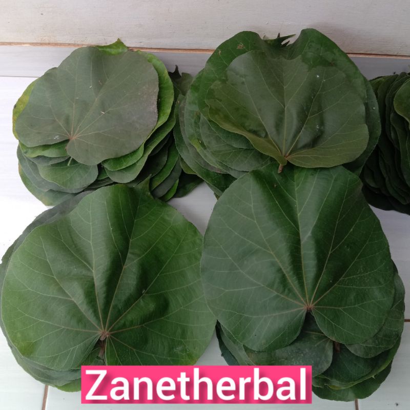 

Daun waru segar langsung petik per 1 kg-az