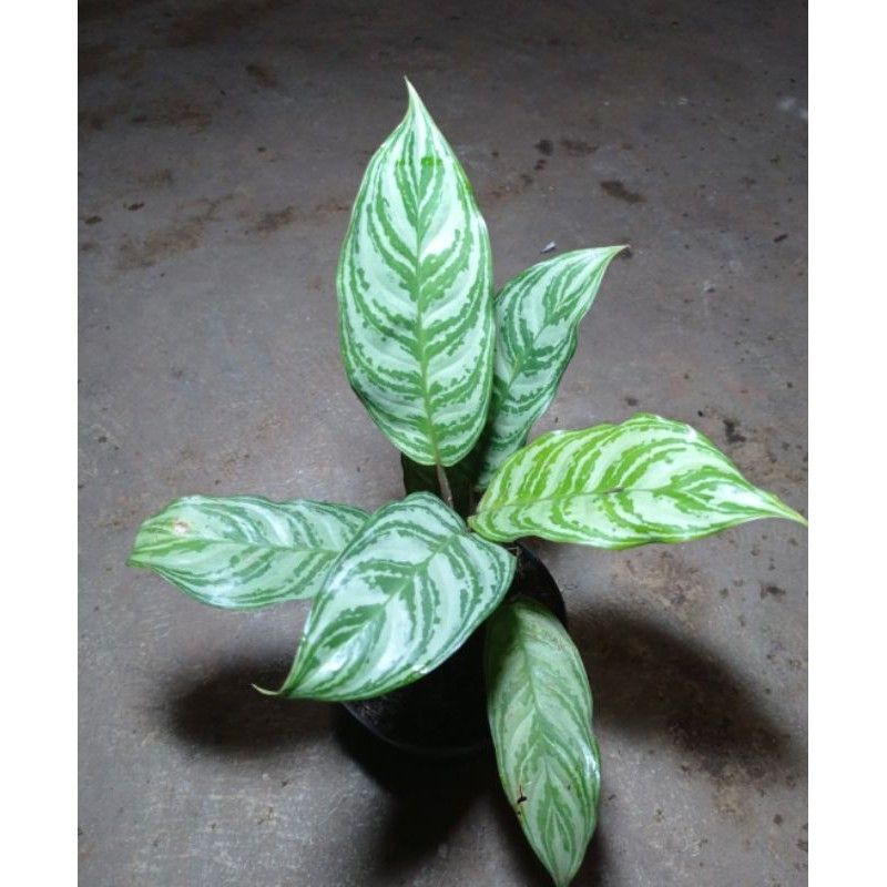 Aglonema Sri rejeki 3-5 daun