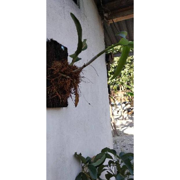 Bibit Bunga Anggrek