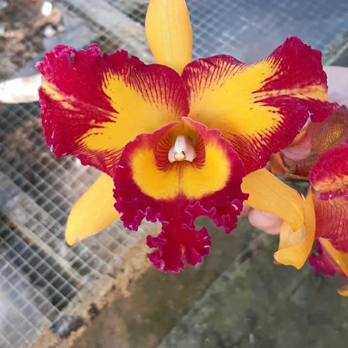 

ready Bibit anggrek king's monkey