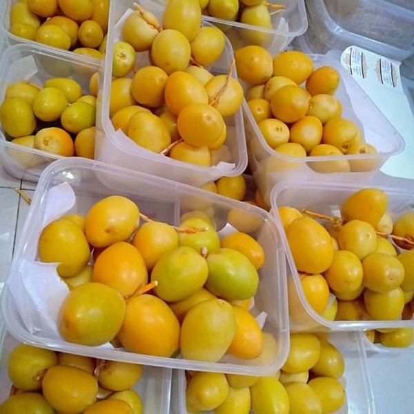 

Kurma Muda Promil Suami Istri / Kurma Muda Lampung