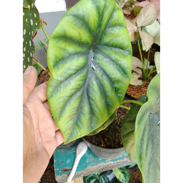 raga manusia hijau/cuprea