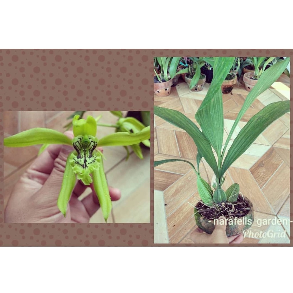 Anggrek Hitam (Coelogyne Pandurata)