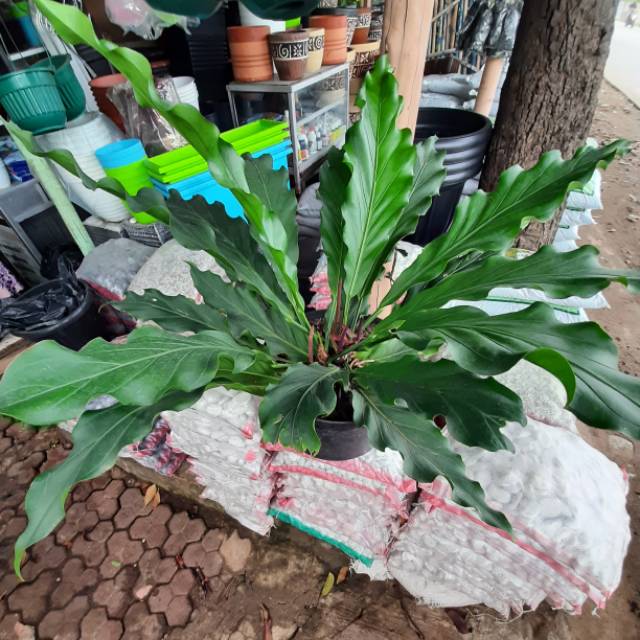 Tanaman Hias Anthurium Gelombang Cinta Size Besar