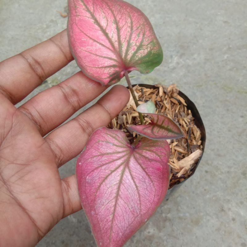 Caladium Infinity