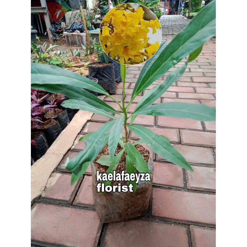 tanaman bunga tabebuya kuning | bibit tanaman bunga tabebuya kuning