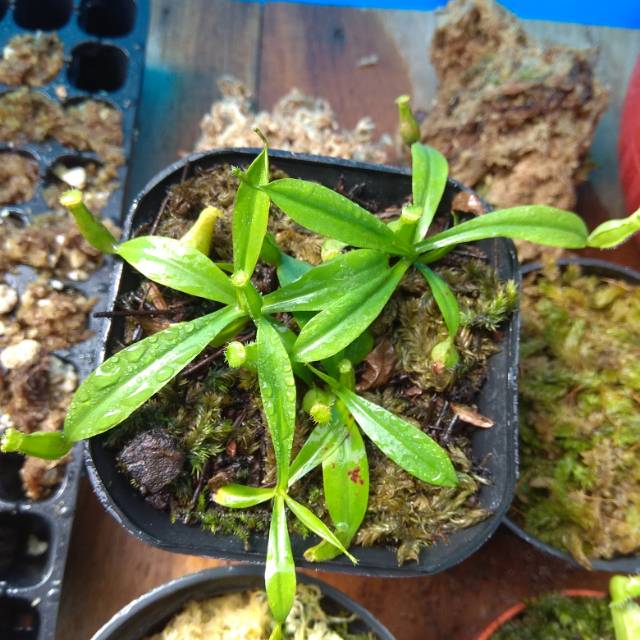 Tanaman Karnivora Hias Nepenthes Gracilis hybrid