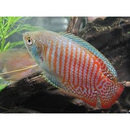 Zpv Ikan Hias Gurame Dwarf Sepat Laris Shopee Indonesia