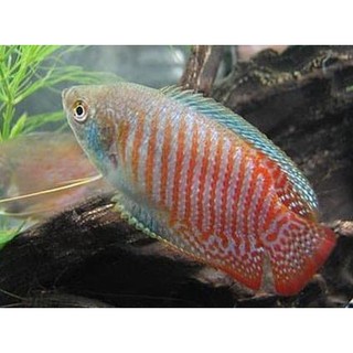 Ikan Hias Gurame Padang Aquarium Aquascape Shopee Indonesia