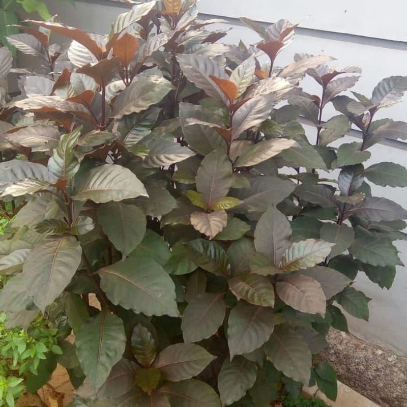 

daun ungu / daun handelem 15 lembar