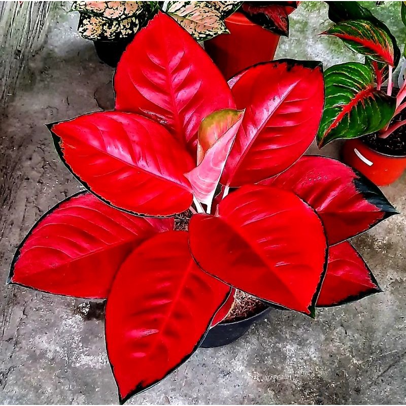 Aglonema Suksom Jaipong Culture Merah Merona | Tanaman Hias Bunga Aglonema Suksom Jaipong