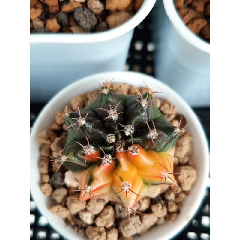 Kaktus Gymno Miha Hybrid Varigata dari biji