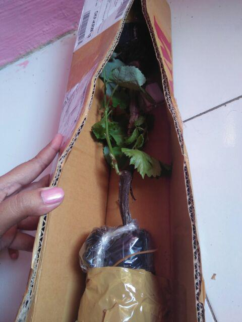 Bibit Anggur Lokal Yellow Belgie