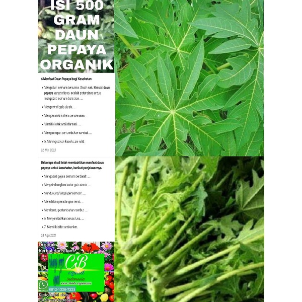 

pepaya/500gram daun pepaya organik/500gram pucuk daun pepaya organik
