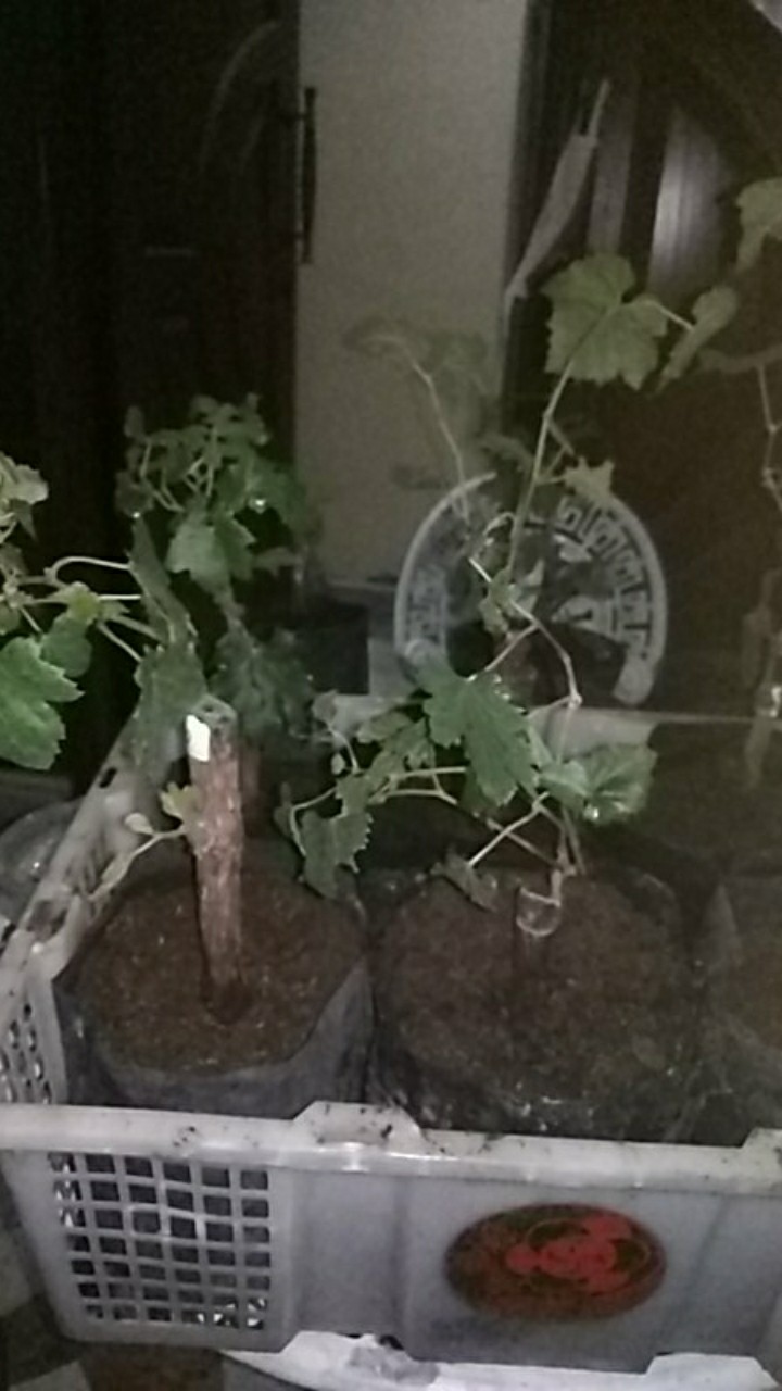 Bibit Anggur Import Rumba Grafting