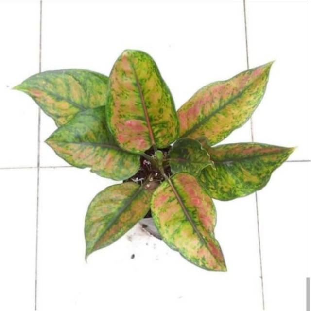 Tanaman Hias Aglonema Heng heng - Aglonema Heng heng