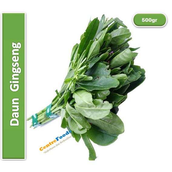 

Daun Gingseng Fresh | Jabar [ Berat 0.5kg / 500gr ]