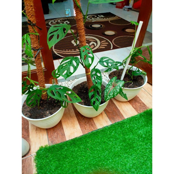 Tanaman Janda bolong sudah dengan POT nya(khusus bandung)