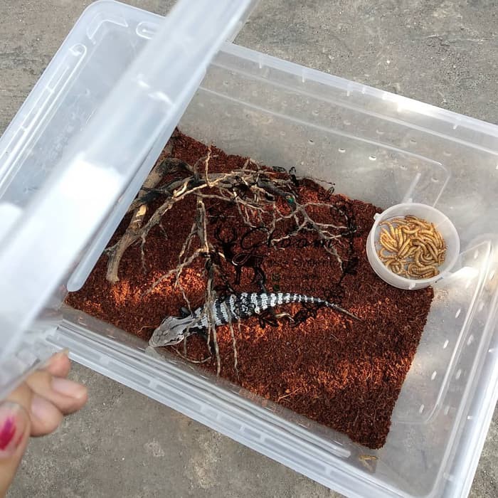 Kandang Tarantula Enclosure Tarantula Box Reptil L 32x22x15cm Breeding Box Gecko Iguana Nomoy H5