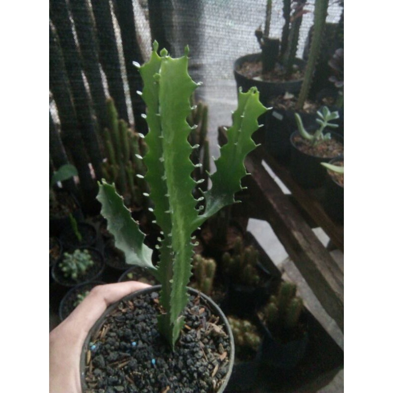EUPHORBIA LACTEA GREEN
