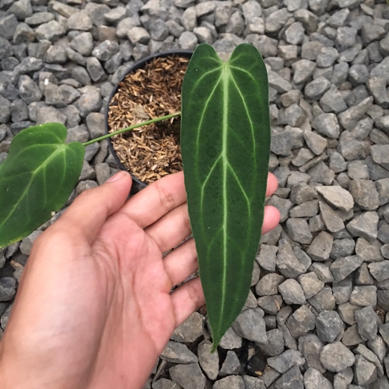 anthurium darkmama
