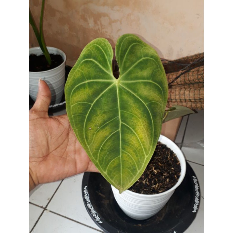 Anthurium Regale hybrid