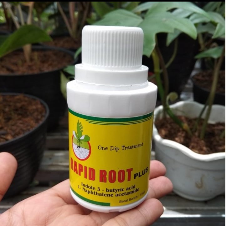 GP Perangsang Akar Rapid Root/Penumbuh Akar