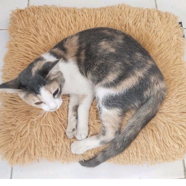 Bantal Kucing Bulu Halus Ukuran 40x40 Cm/Alas Tidur Kucing/Kasur Kucing Murah/Tempat Kucing