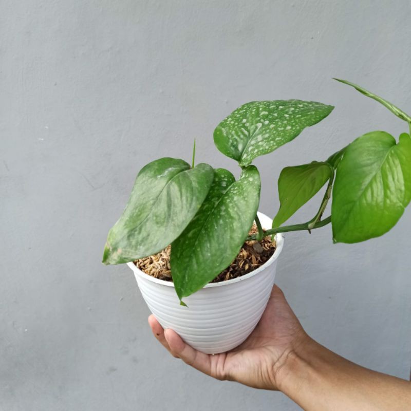 Monstera ekor naga anakan, bibit monstera epipremnum pinnatum