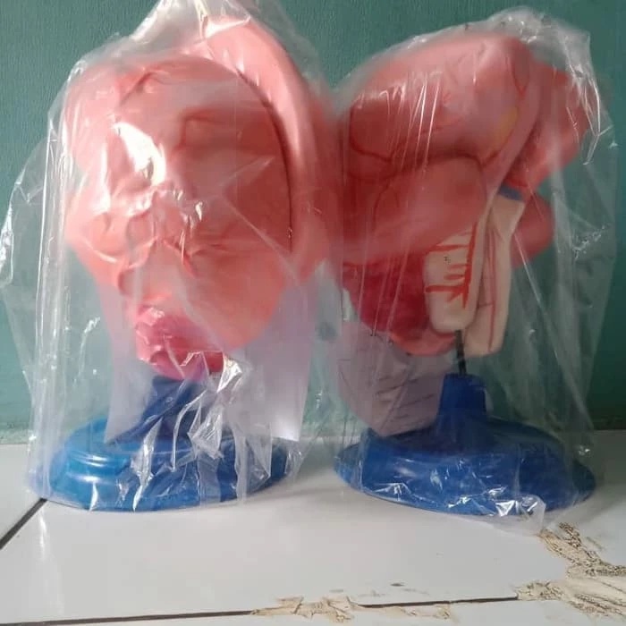 

model otak manusia torso otak manusia